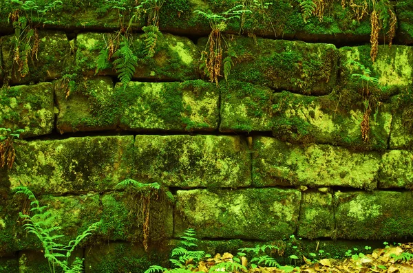 Groene mossy muur achtergrond — Stockfoto