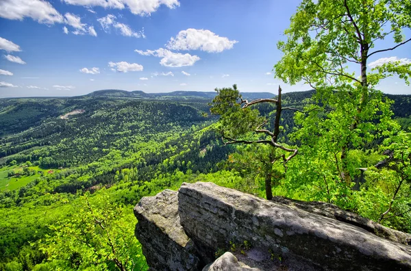 Lente uitzicht op het bos en velden — Stockfoto