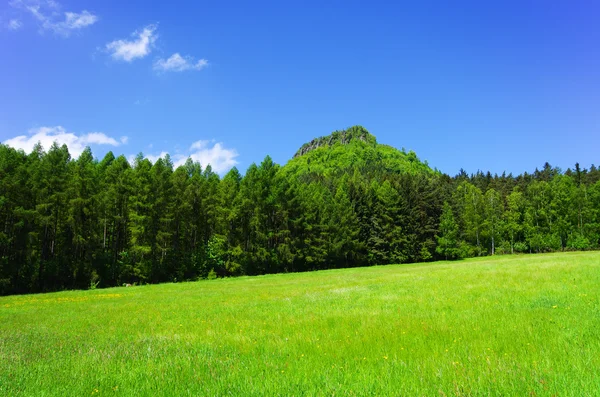 Prado perto da floresta — Fotografia de Stock