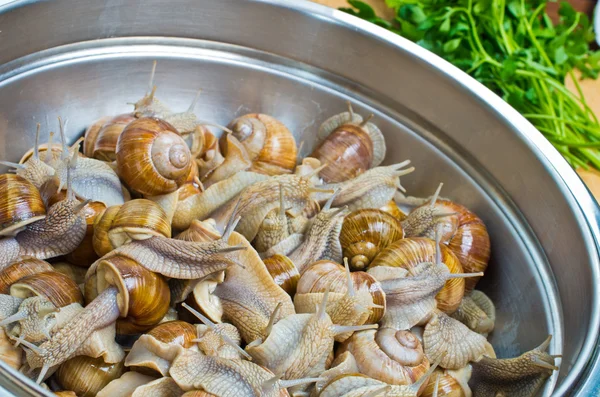 Escargots dans le bol pendant la préparation — Photo