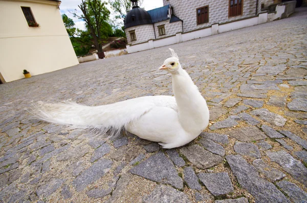 White peacock — Stock Photo, Image