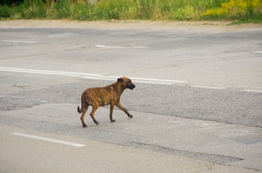 sokak köpeği