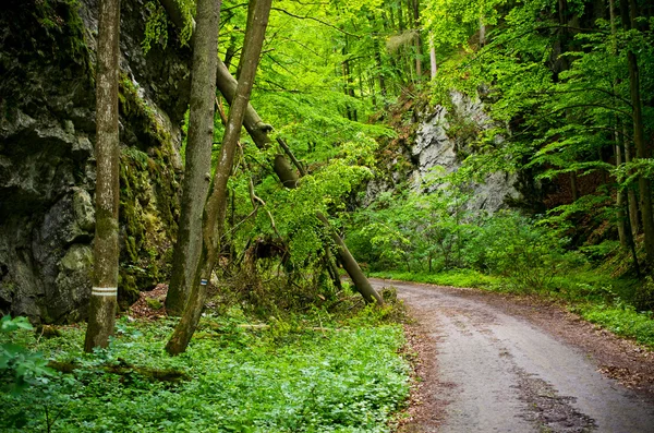 En el bosque misterioso — Foto de Stock