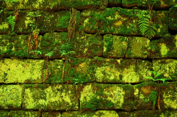 Groene mossy muur achtergrond — Stockfoto