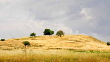 Hill tarafından altın çim kaplı