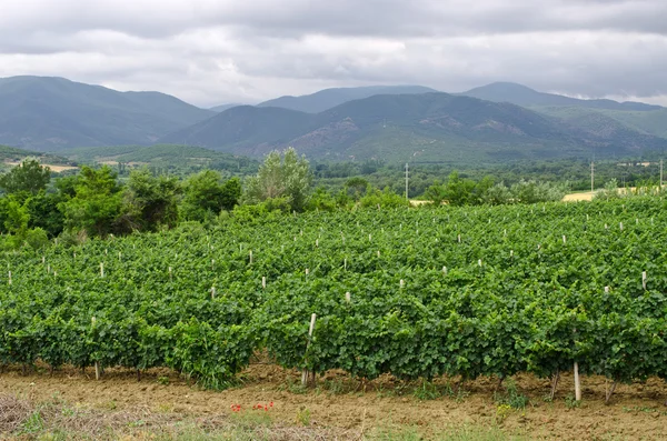 Vineyard — Stock Photo, Image