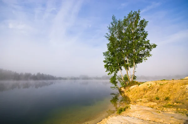 Träd på stranden under soluppgången — Stockfoto