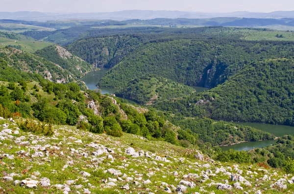 Kanyon uvac Nehri, Sırbistan — Stok fotoğraf