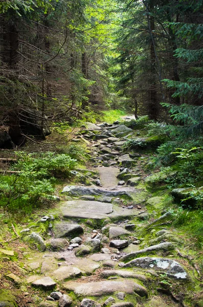 Ormanda taşlı yolu — Stok fotoğraf