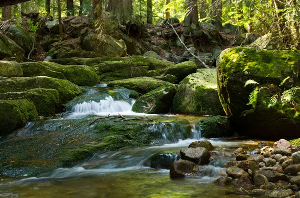 Ruisseau dans la forêt — Photo