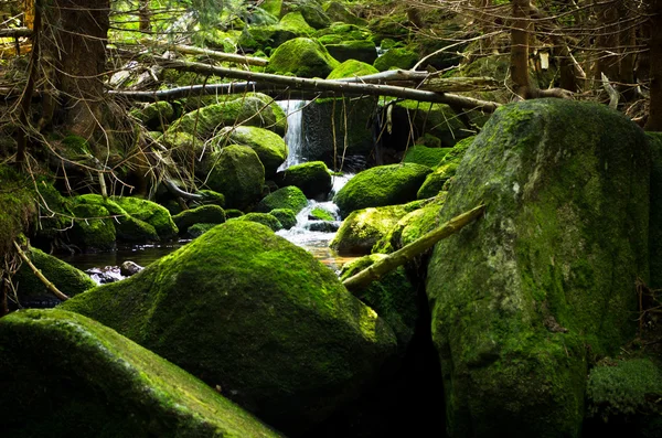 Bäck i skogen — Stockfoto