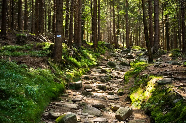 Stony path in the woods — Stock Photo, Image