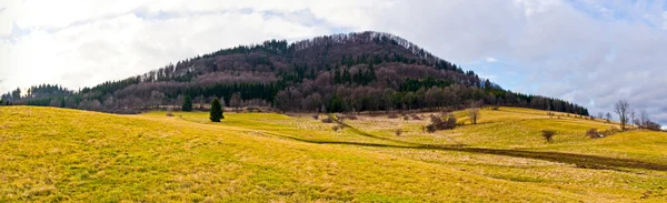 Jediný vrchol s lesní — Stock fotografie