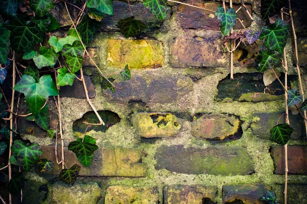 Muur met badrand van ivy — Stockfoto