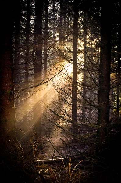 フォレスト内の魔法の光 — ストック写真