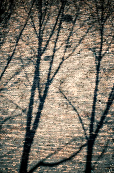 Ramas sombras en la pared de ladrillo —  Fotos de Stock