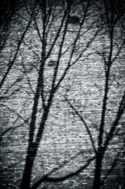 dalları gölgeler tuğla duvar