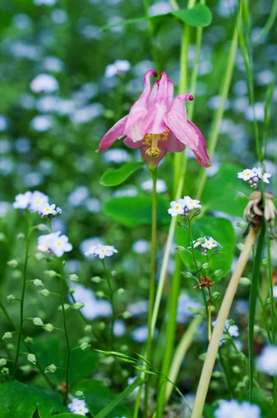 Wild flower — Stock Photo, Image