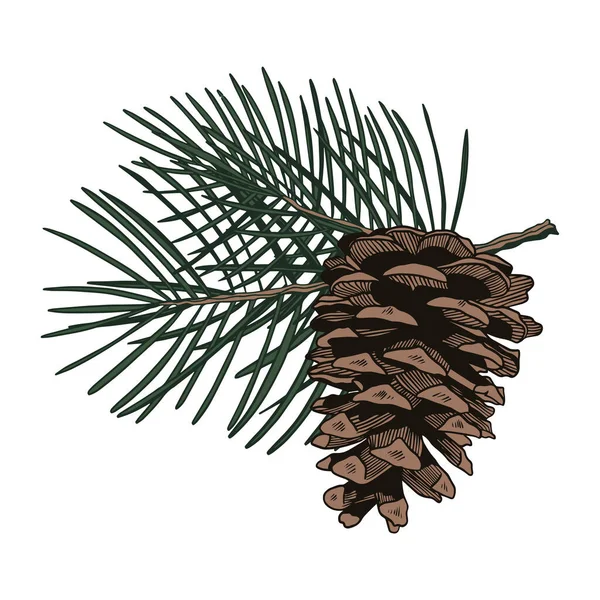 Pine Tree Cone no galho. Ilustração vetorial desenhada à mão de cone de pinheiro com ramo, isolado sobre fundo branco —  Vetores de Stock