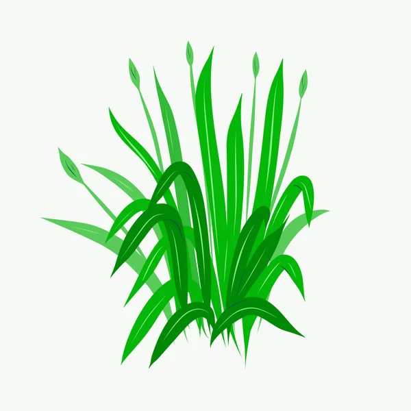 Field grass as a design element. — Stock Vector
