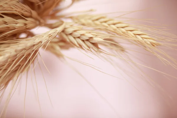 Ripe wheat in summer — Stock Photo, Image