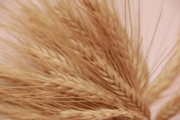 Ripe wheat in summer — Stock Photo, Image