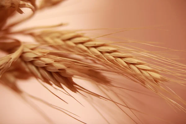 Yaz aylarında olgun buğday