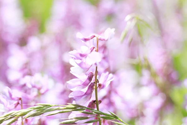 Tulipani freschi primaverili e fiori di iris isolati su backgrou bianco — Foto Stock