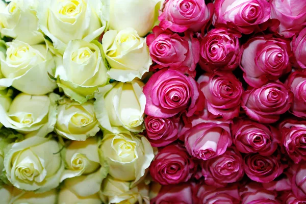 Colorful Rose Background — Stock Photo, Image