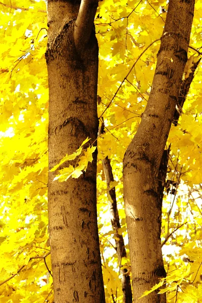 Φθινόπωρο δάσος με ακτίνα του ήλιου — Φωτογραφία Αρχείου