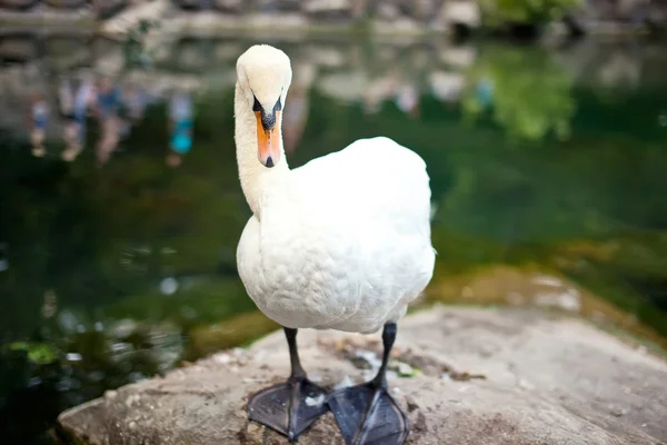 Labuť na jezeře — Stock fotografie