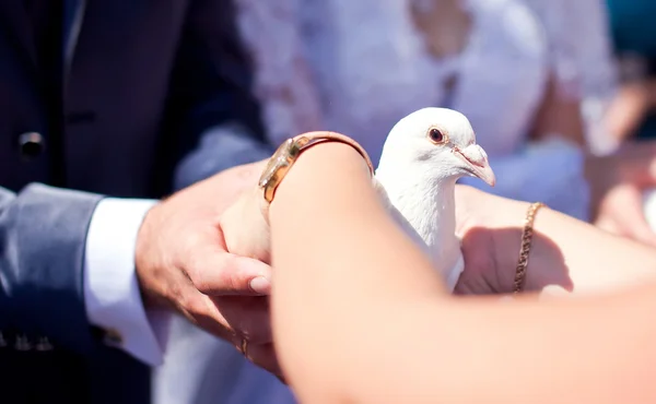 White pigeons in the hands of the newlyweds — Stock Photo, Image