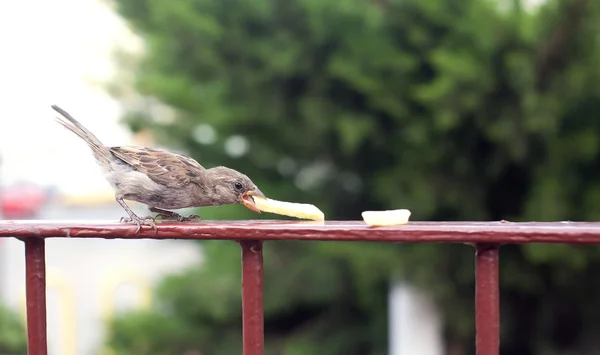 Hungry sparrow eat French fries — Stock Photo, Image