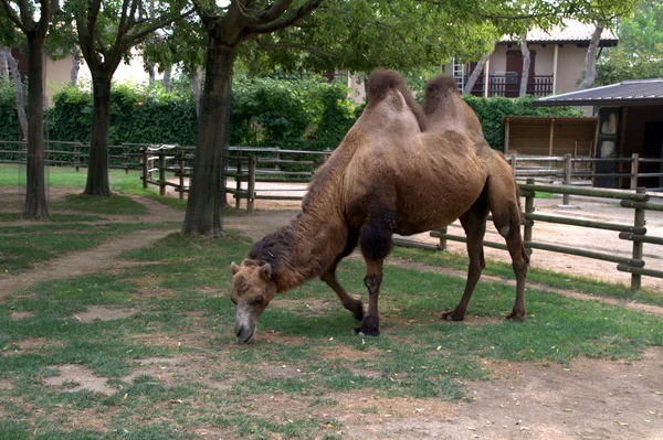 O camelo de duas corcundas está pastando no zoológico — Fotografia de Stock