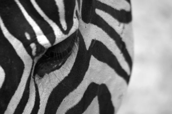 Zebra oog — Stockfoto