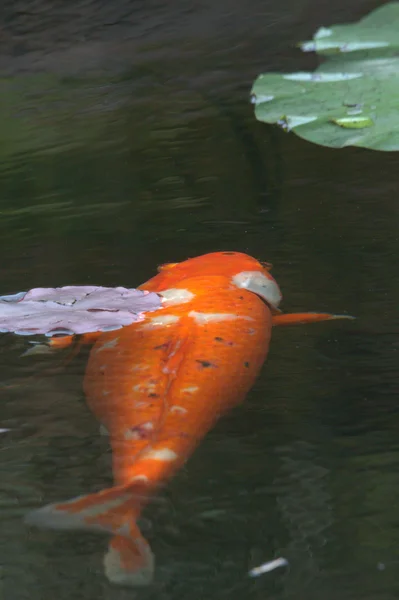 Carpa rossa che nuota in un lago — Foto Stock