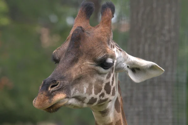 Giraffa faccia — Foto Stock