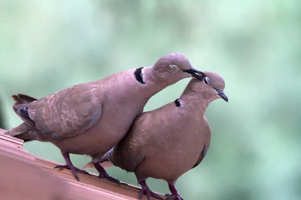 Pair of turtle dove — Stock Photo, Image