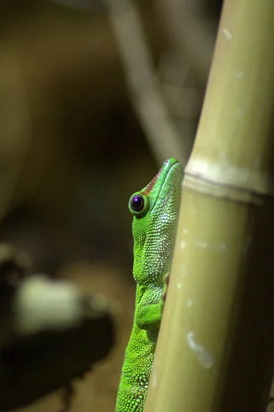 Зеленый геккон — стоковое фото