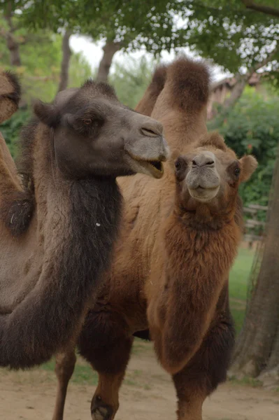 Dois camelos — Fotografia de Stock