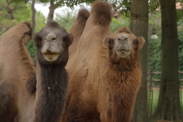 Dois camelos — Fotografia de Stock