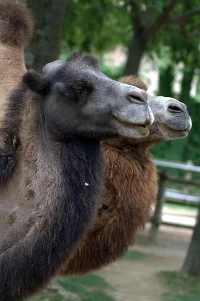 Δύο καμήλες — Φωτογραφία Αρχείου
