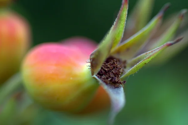 Rosa mosqueta macro — Foto de Stock