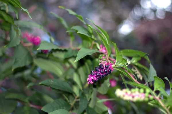 Phytolacca bitki ve meyveler — Stok fotoğraf