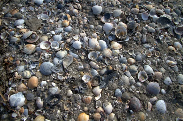 海の貝から成っているビーチ — ストック写真