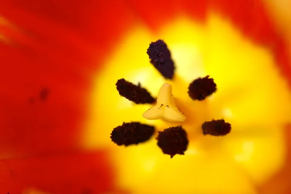 Interiør af en gul tulipan . - Stock-foto