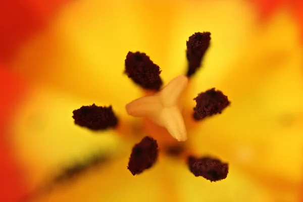 Innenraum einer gelben Tulpe. — Stockfoto