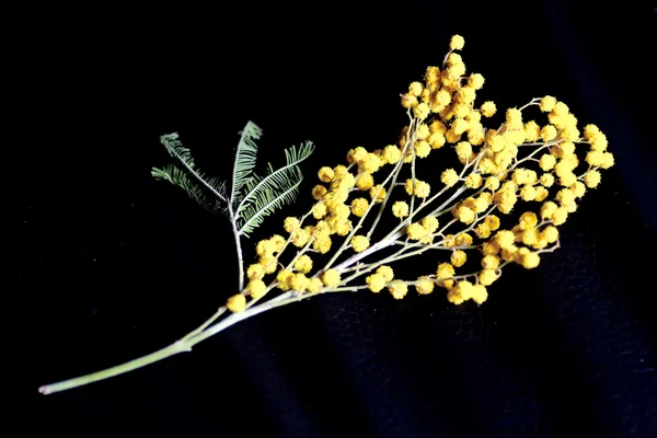 Mimosa izolat pe negru — Fotografie, imagine de stoc