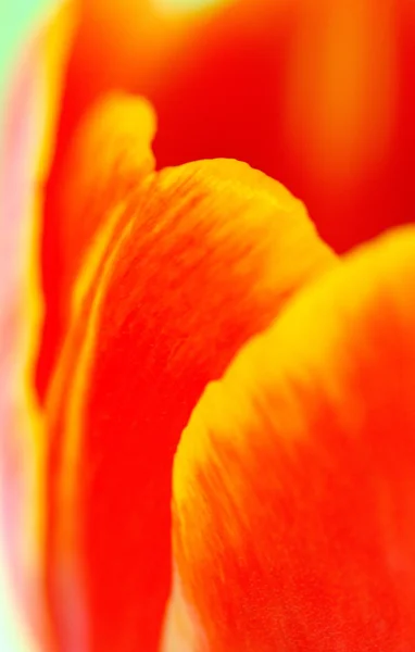 Detalhe macro das pétalas de tulipa — Fotografia de Stock