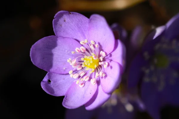 Flowering wild Anemone hepatica (Hepatica nobilis) — Stock Photo, Image